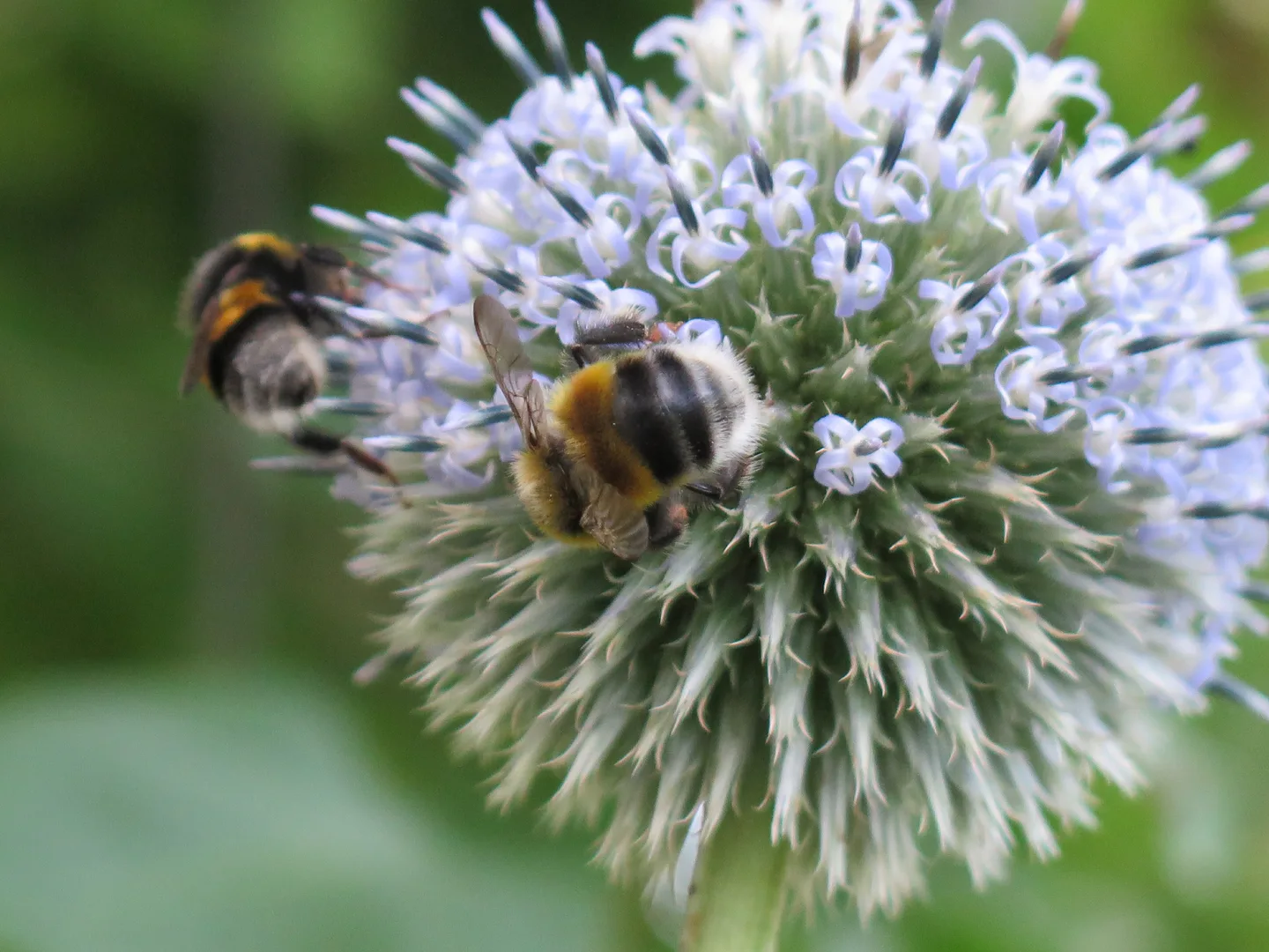 Joskus kannattaa katsoa aivan lähelle, kuva Katriina Koski