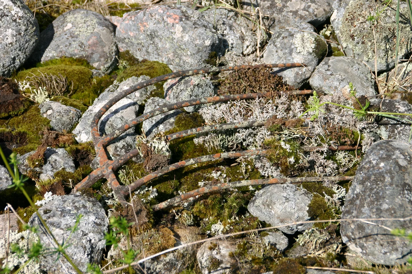 Kuva: Leena Lahdenvesi-Korhonen