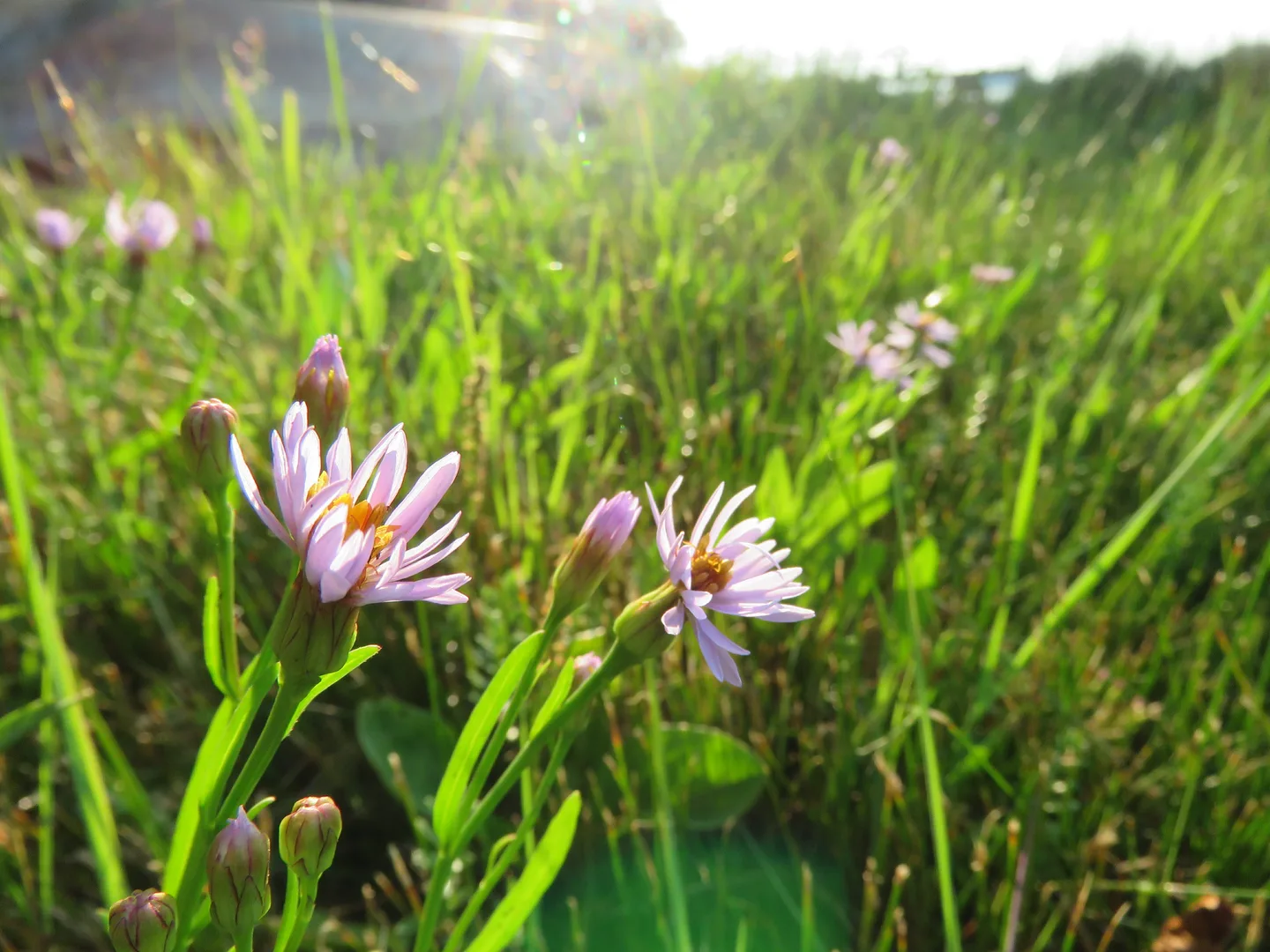 1b blogi 8 2018 r lp