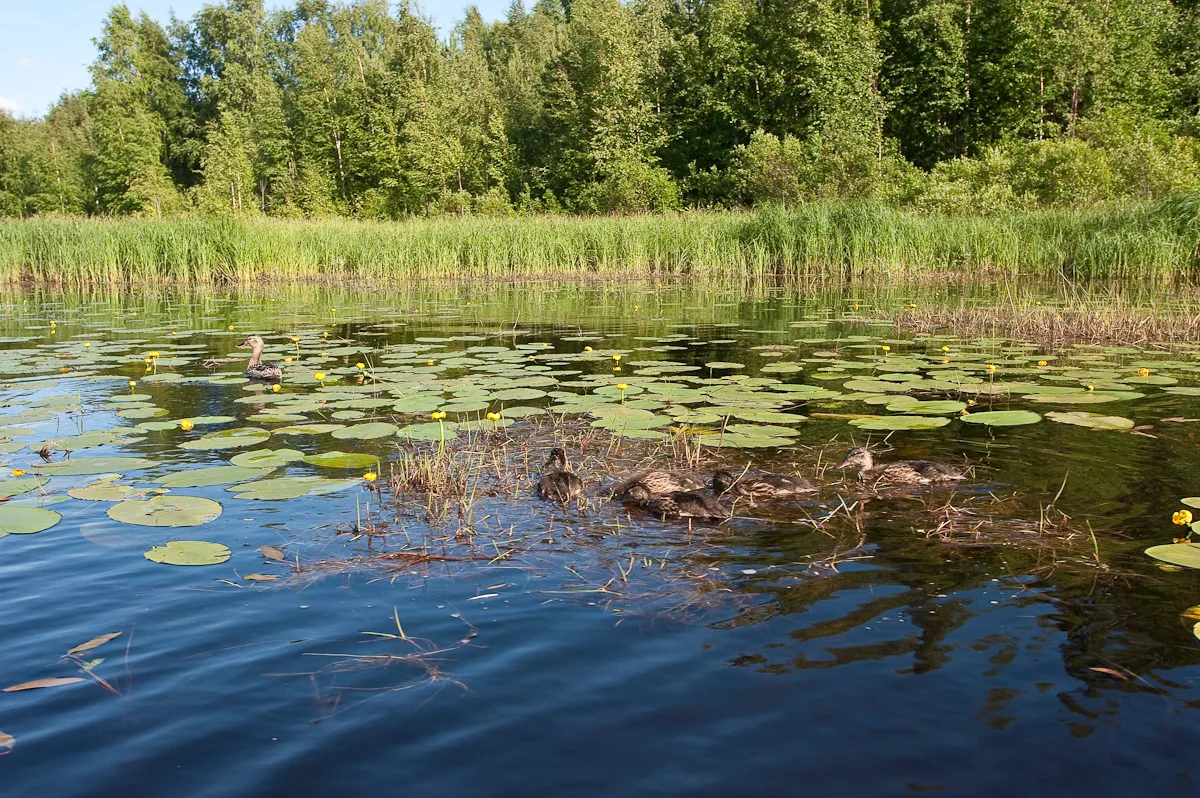Sorsapoikue nauttii vesikasvillisuuden tarjoamasta hyönteisravinnosta. Sorsaemo ui keltakukkaisessa ulpukkakasvustossa.