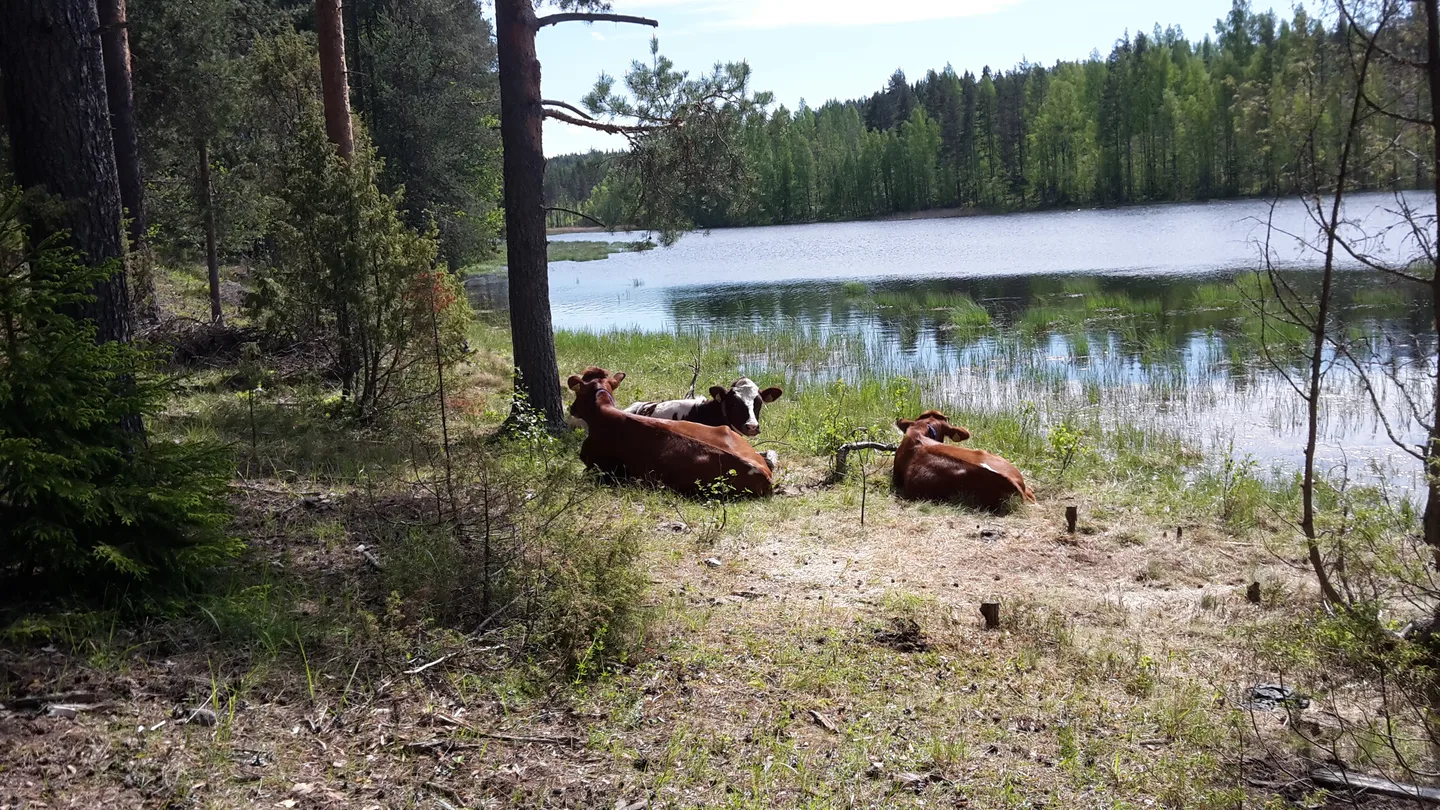 Koskelan luomumaitotilan hiehot laitumella. Kuva: Kukka-Maaria Kärki