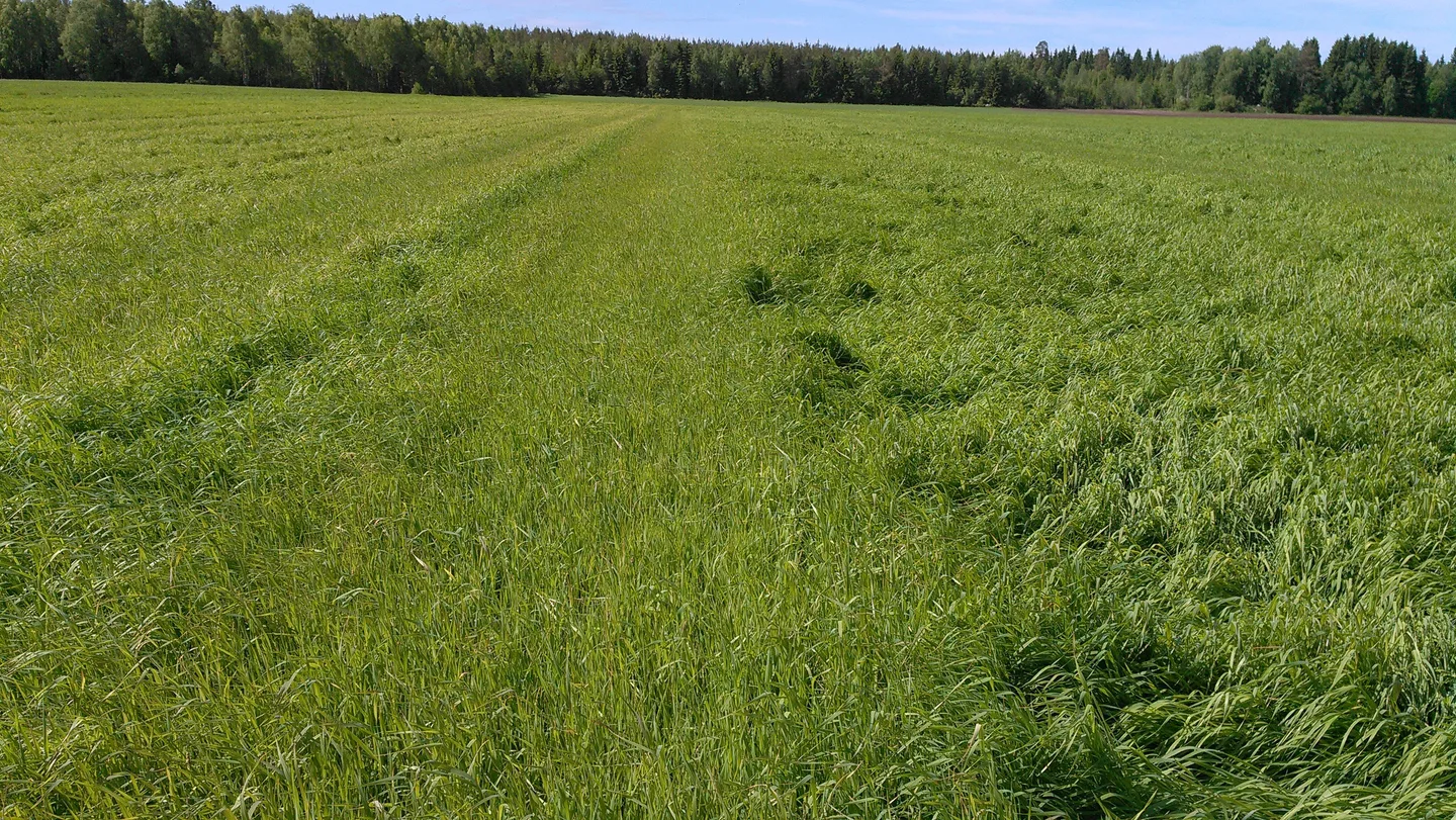 Oikealle puolelle on Y 4 lannoitteen lisäksi käytetty 60 kg kalisuolaa , vasemmalle puolelle kalia ei ole lisätty jotta eron näkisi.