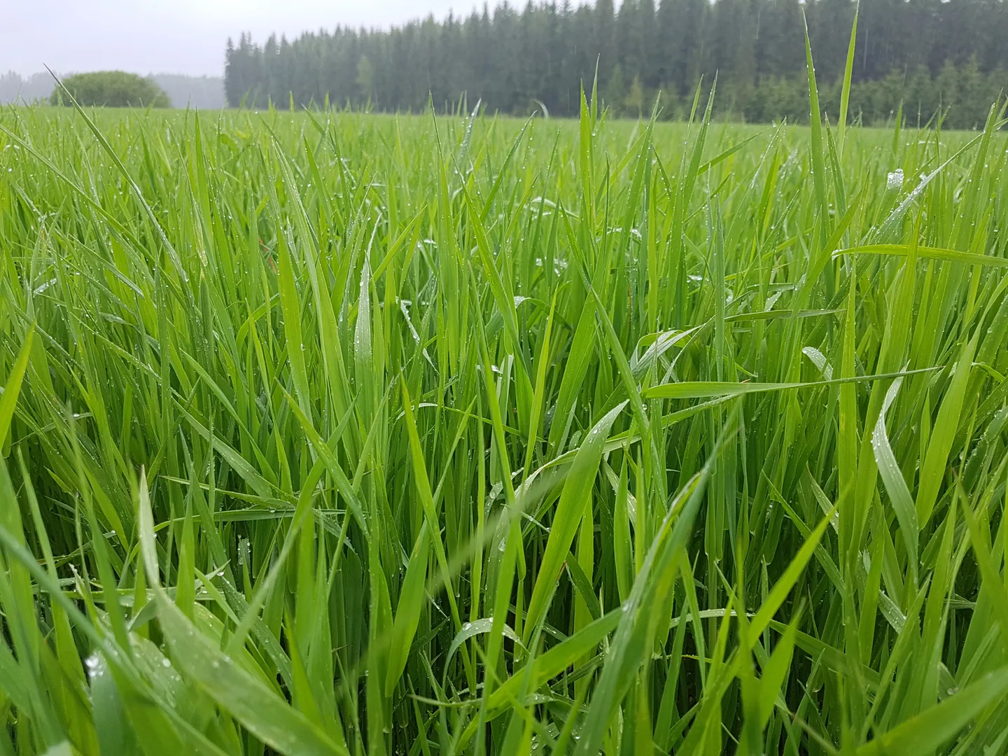 Timotei on kevään ykköskasvi, varma ja maukas.