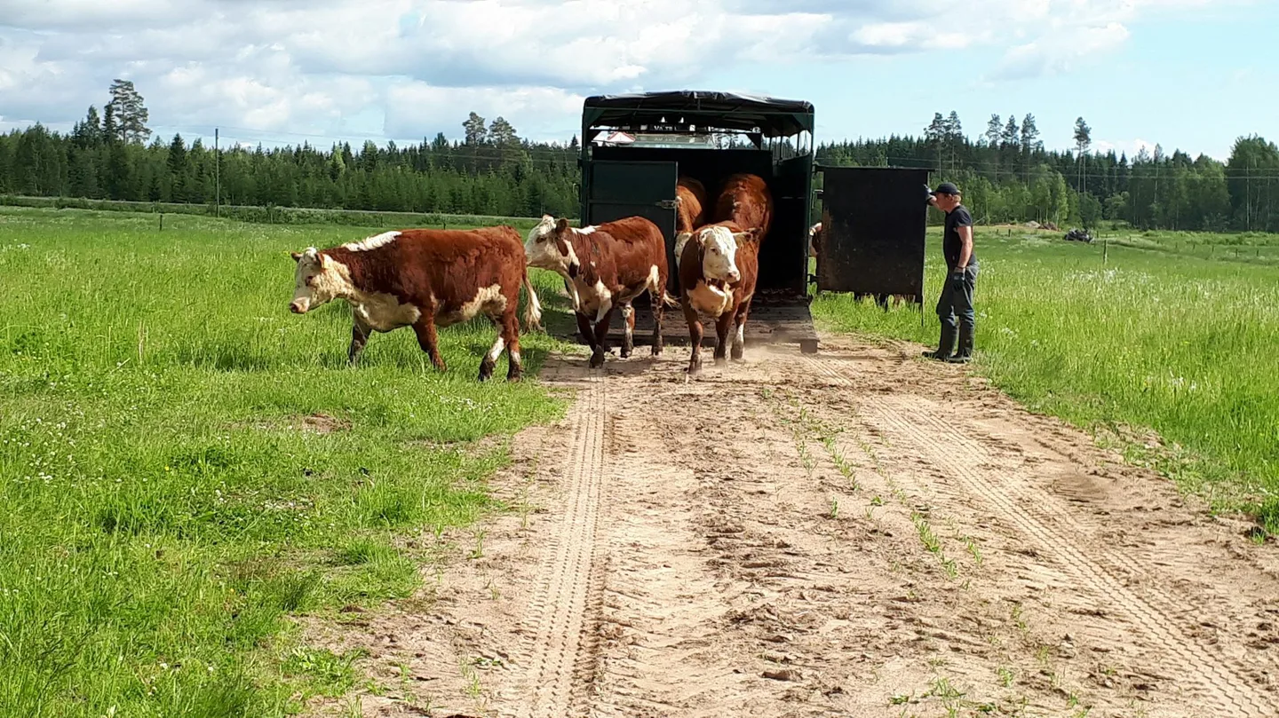 Marko Lappalaisen ja Eeva Veräväisen karja laiduntaa kesäkuusta-lokakuulle. Laitumia on kesäisin useammassa eri kohteessa.