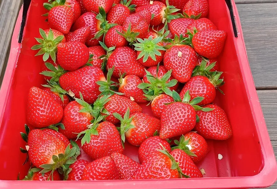 2022 12 jordgubbslada