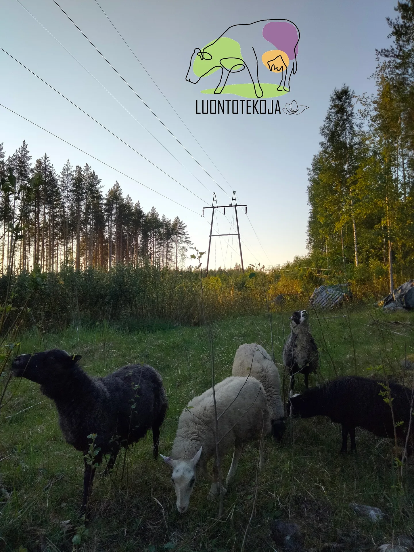 20220630 lampaat Kainulan kotitila logo