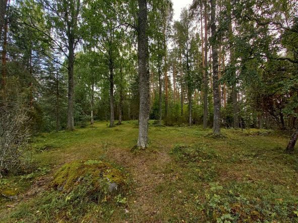 Metsälaidunta hevoslaitumella