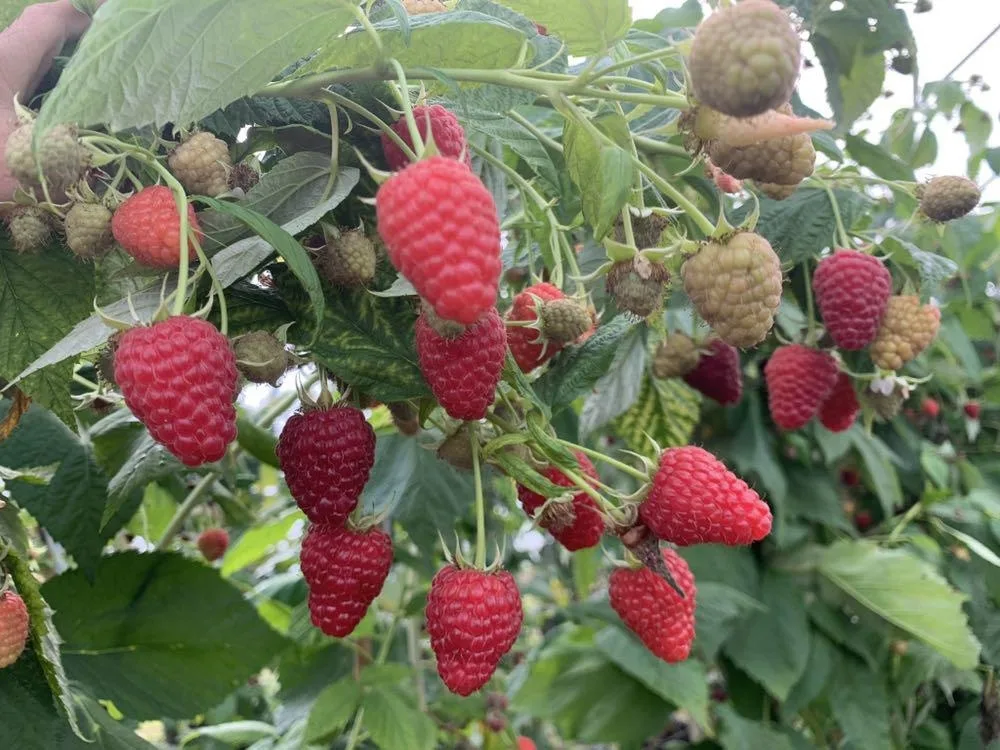 Kuva: Päivi Turunen