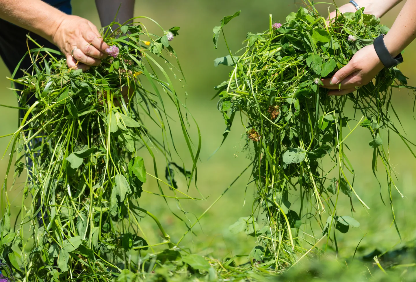 43921392161 a8c873af08 rajattu hihat