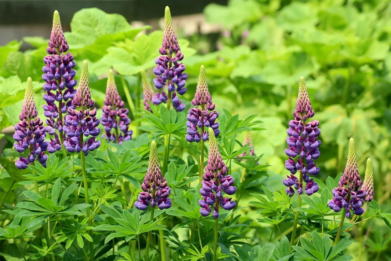 454dd1b66031dd8d3725496dde4aa1c8