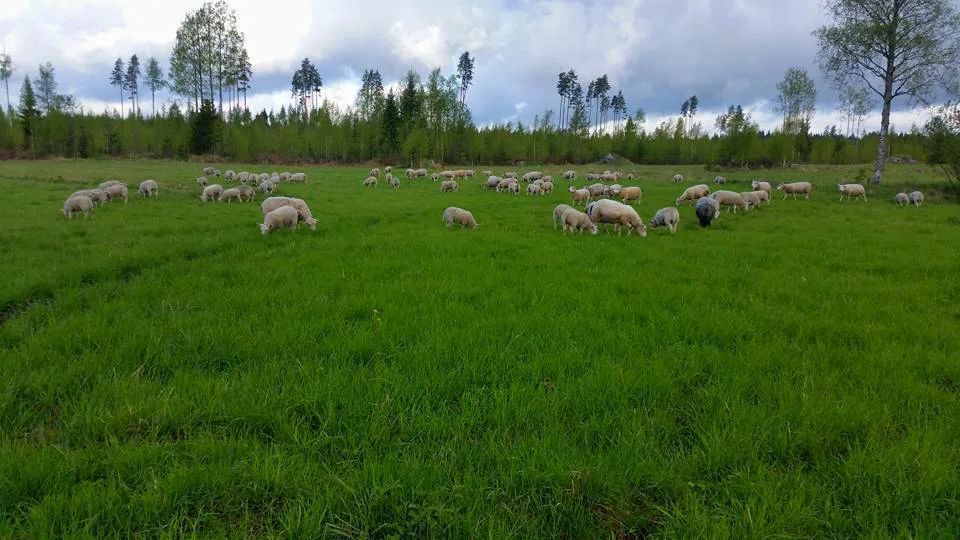 47316ec36834b9f68ce578aa9738a2e0