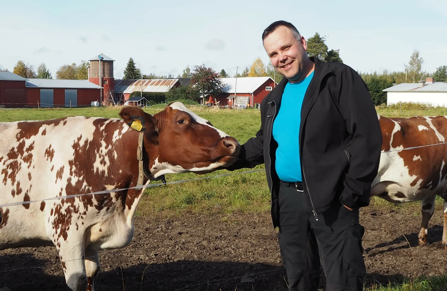Selvästi tämä karja on tottunut ihmisen käsittelyyn. Laitumen periltäkin tullaan haistelemaan vierasta ilmestystä ja osa tunkee isännän, Markku Kohtalan käden alle rapsutettavaksi.