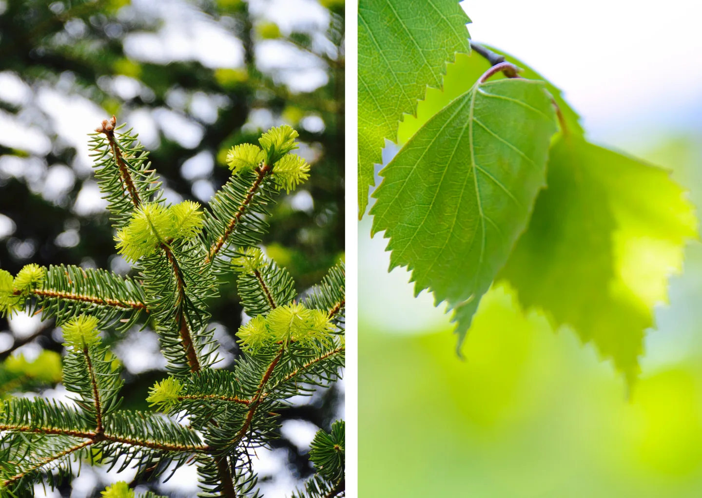 56235818ccd9b81ce30acd649815f71b