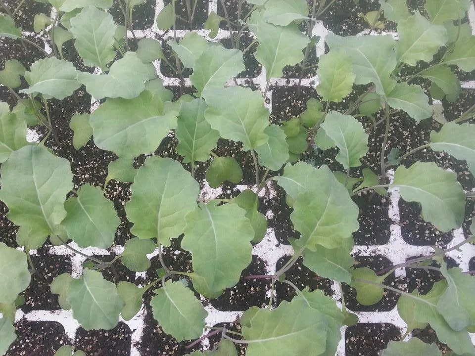 5 Turve Parsakaali M Kontu