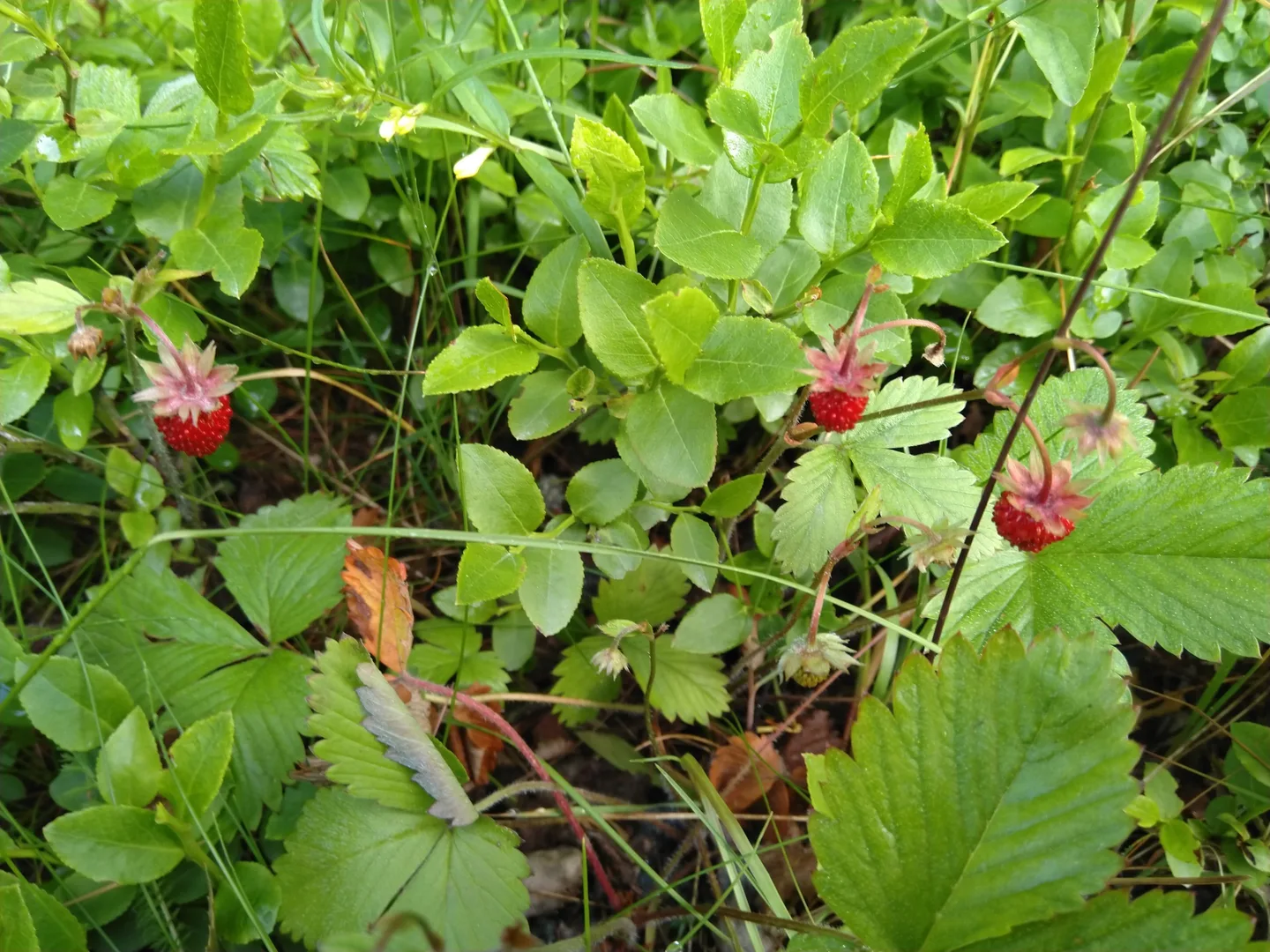 620f9e07c192eda3754c71b2a070ee64