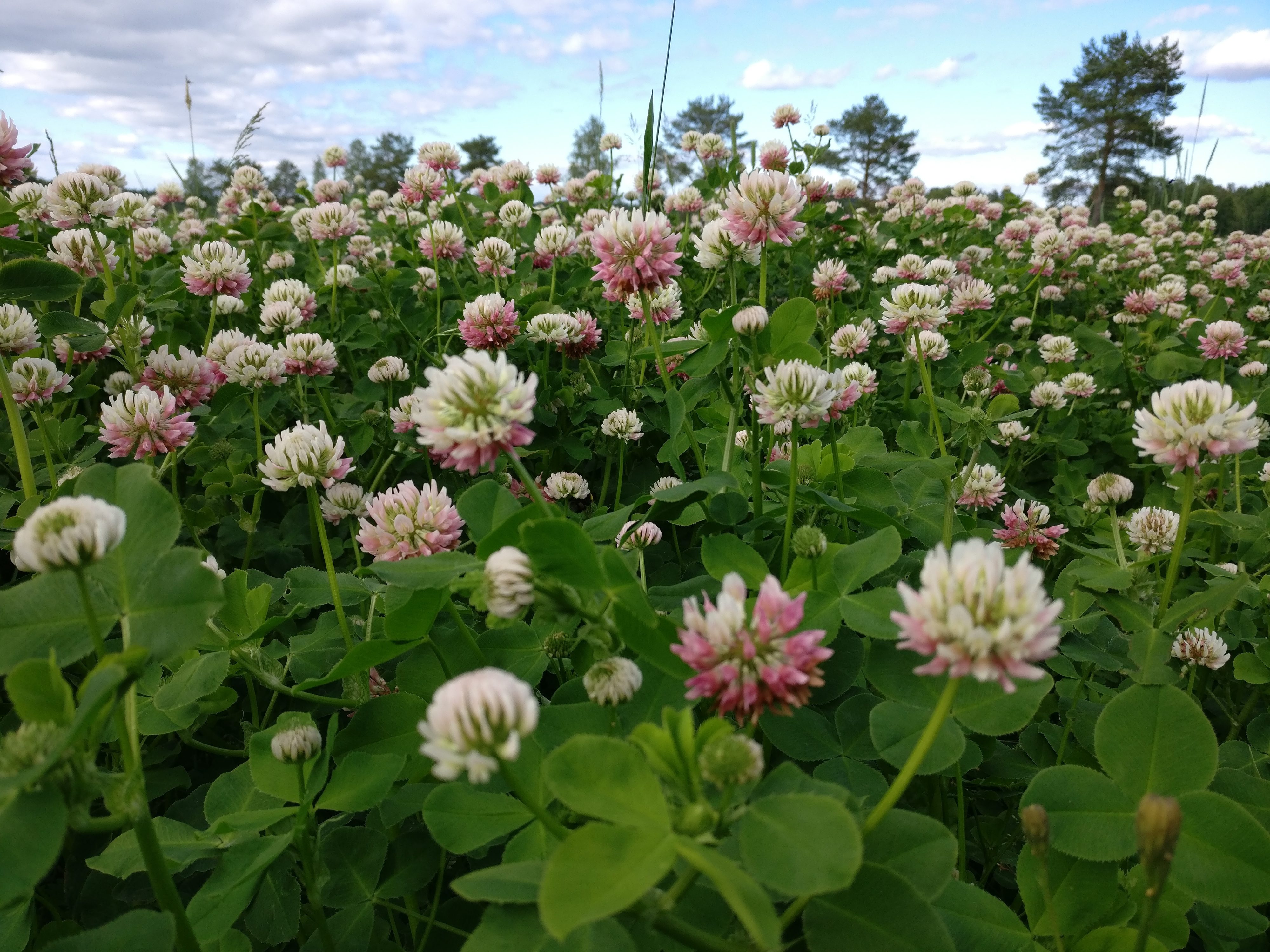 Valkoapilaa luomupellossa
