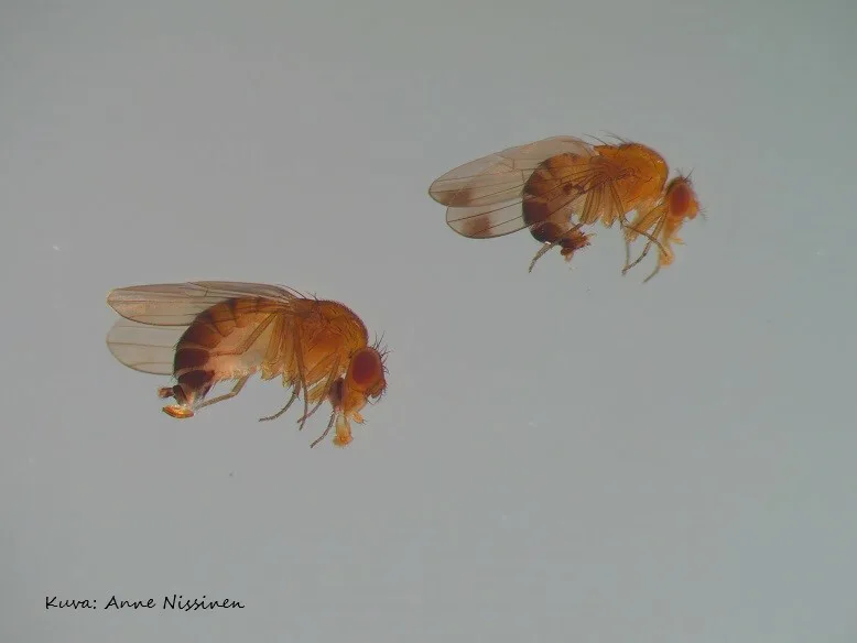 Drosophila suzukii taplamahlakarpanen