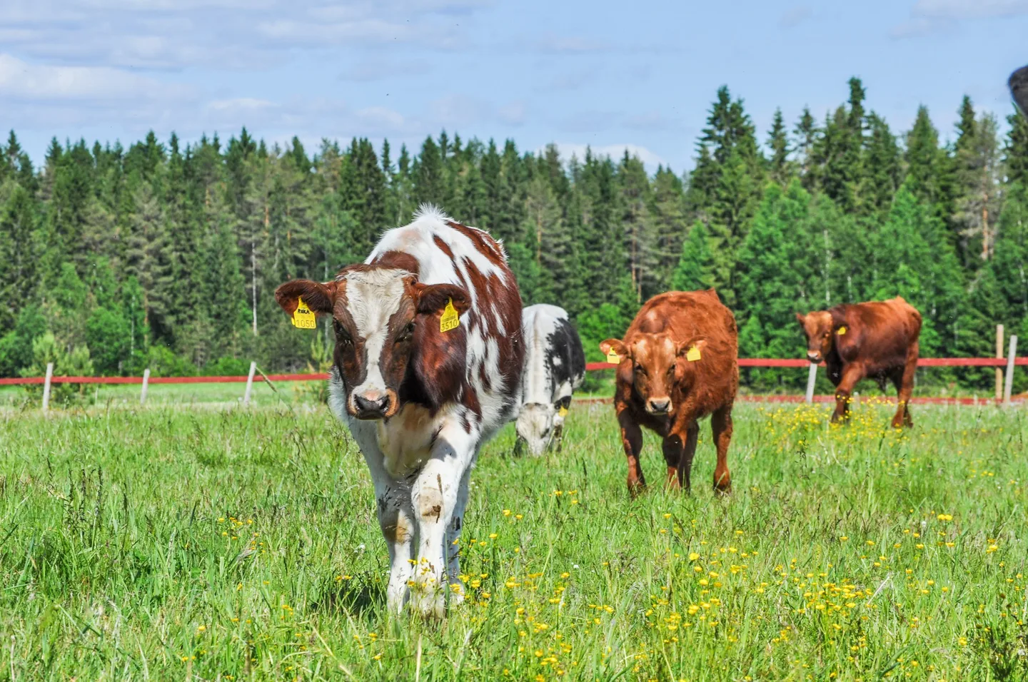 HIEHOVASIKAT HANNELE ANTILA