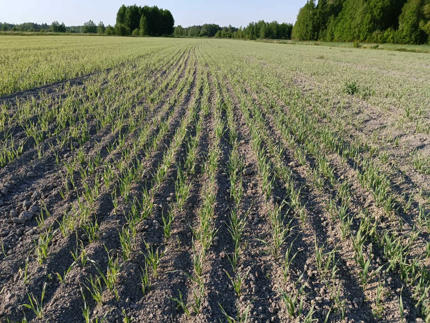 Kuivuus vaivaa nyt pelloilla