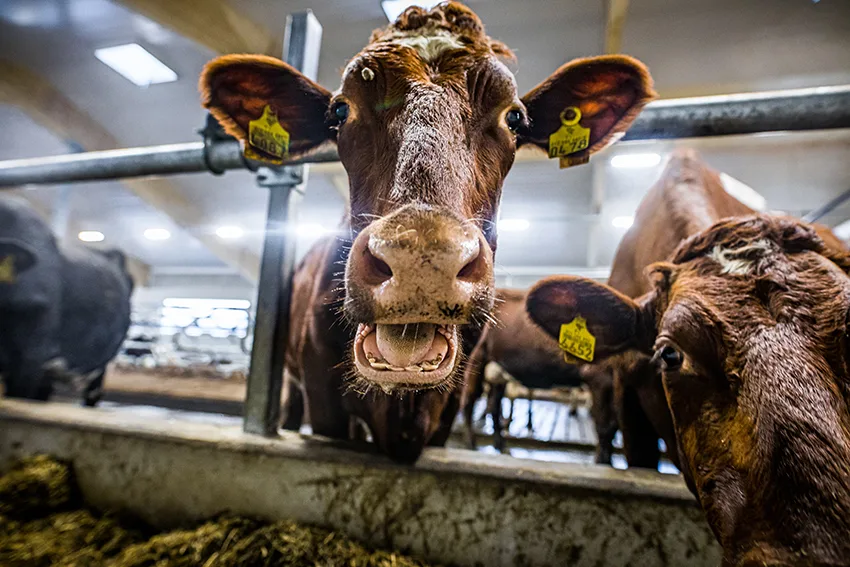 Lehma ruokintapoydalla