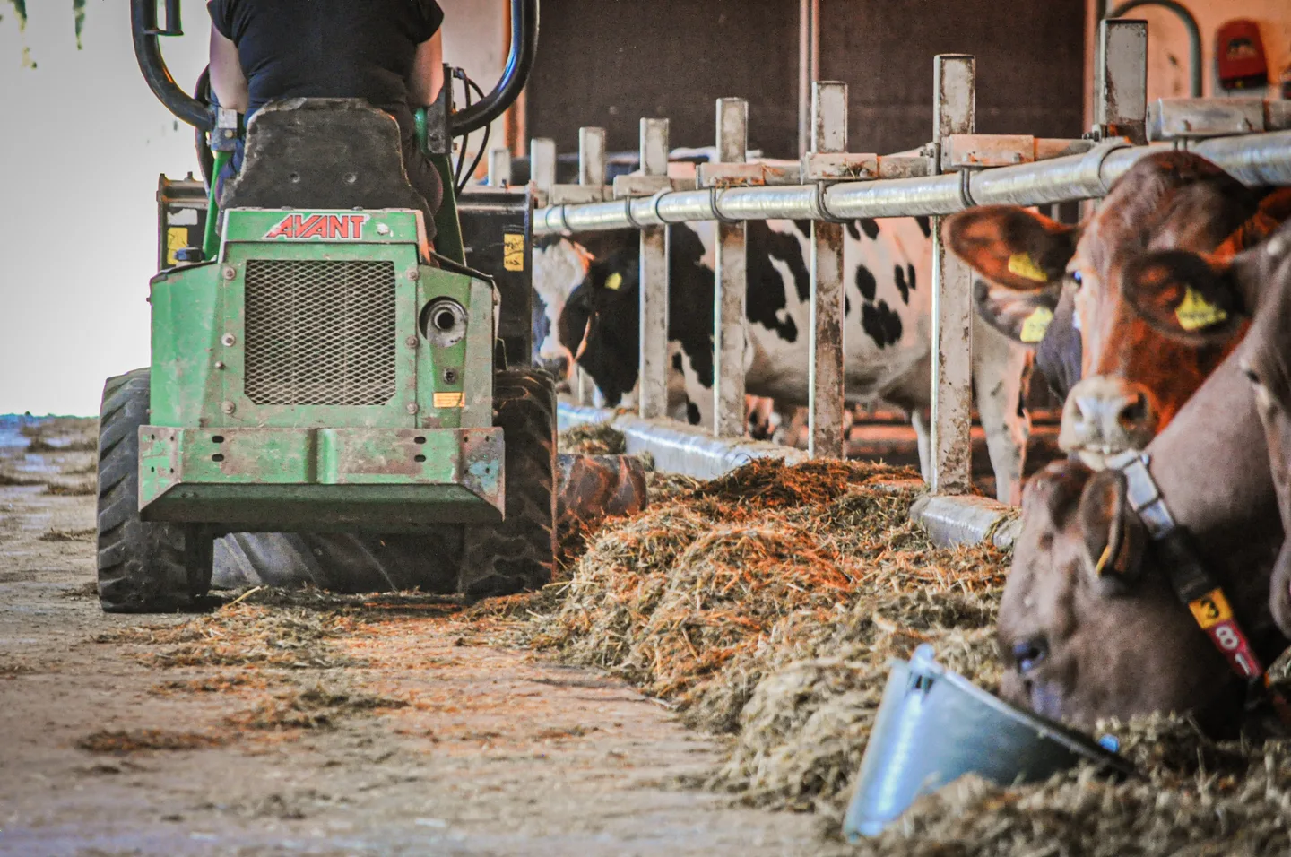 REHU HANNELE ANTILA 3