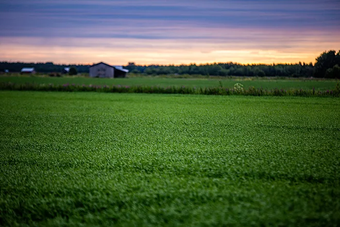 Auringonlasku kasvusto
