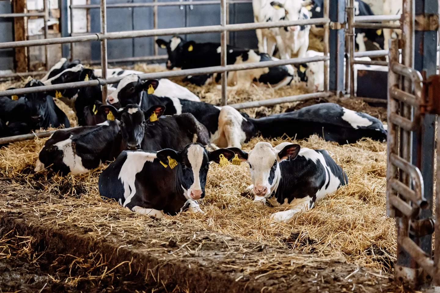 Valokuvaajatanjakorpela 4