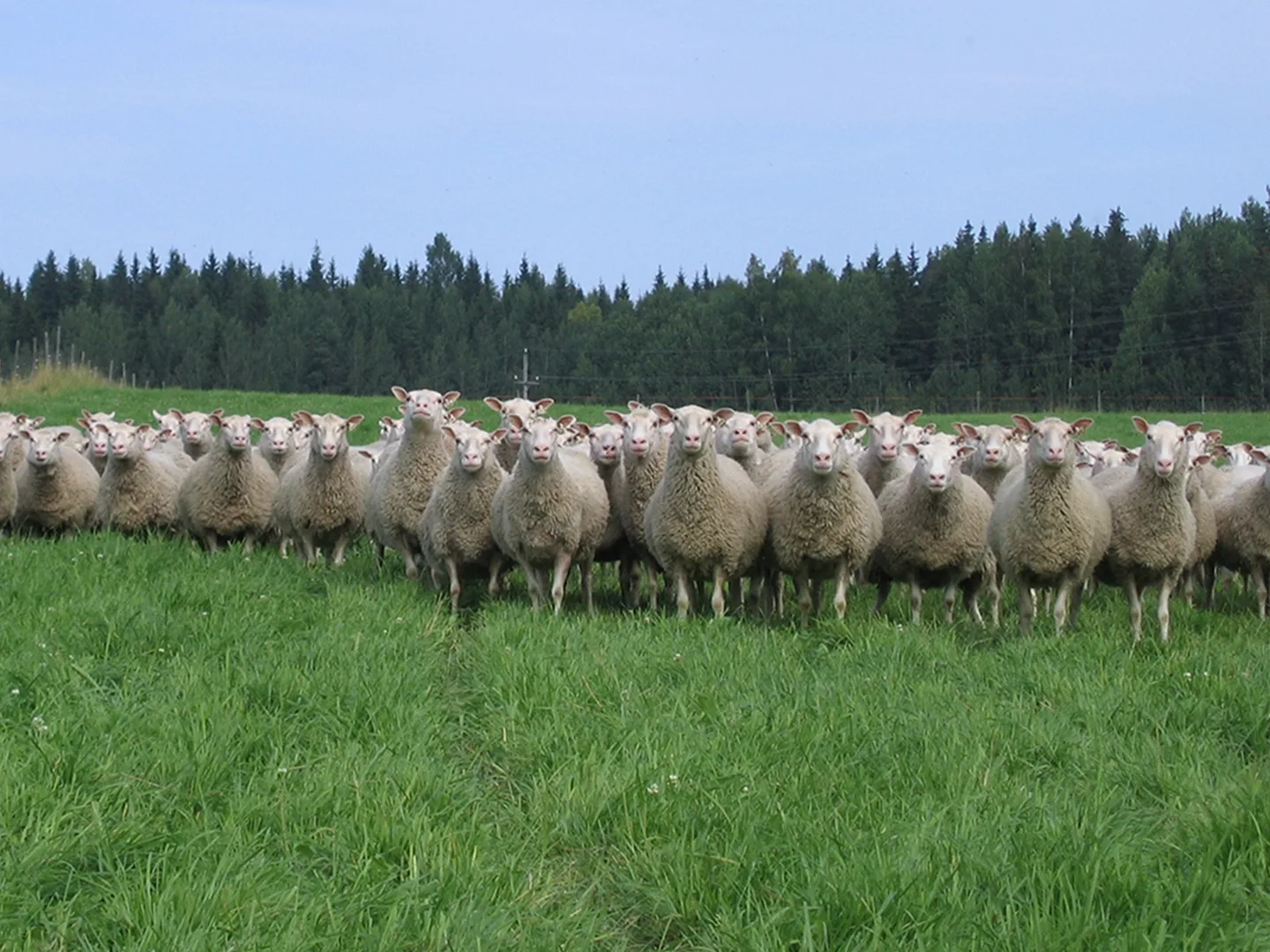 Finnsheep suomenlammas kuva Lihasulan saatio vaaka uutinen