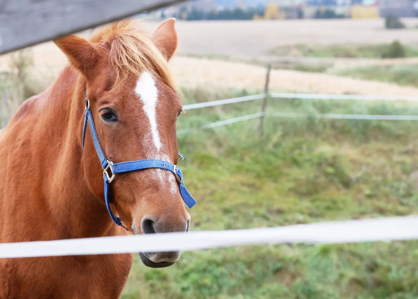 Hevonen Essi Jokela 2