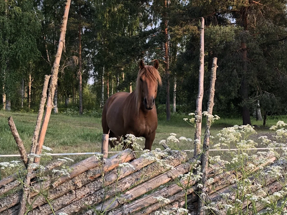 Hevonen laitumella Emilia Kakkonen