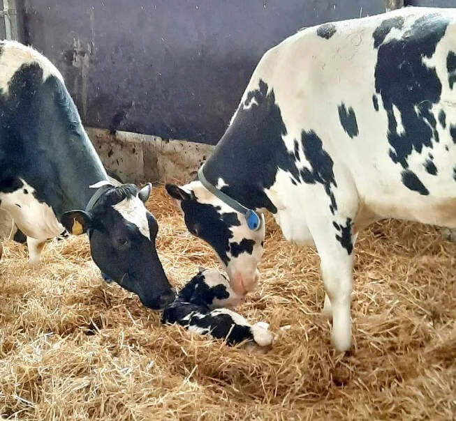 Huntuksentila poikimakarsina