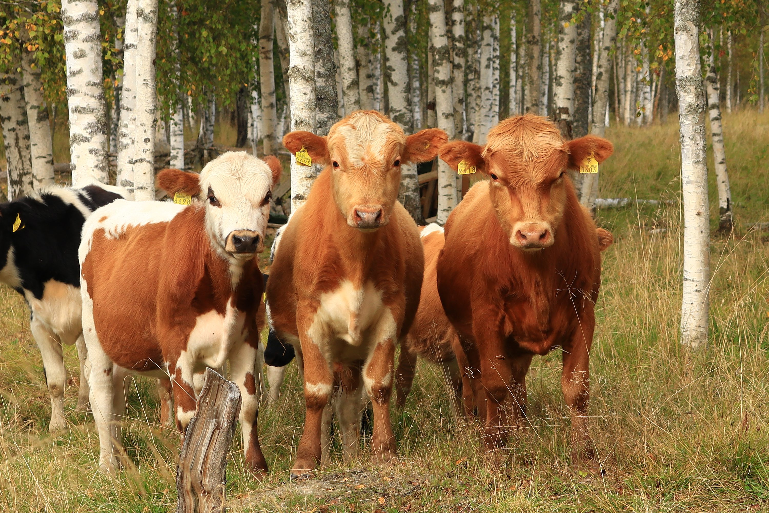 Kyyttösonnit rantalaitumella