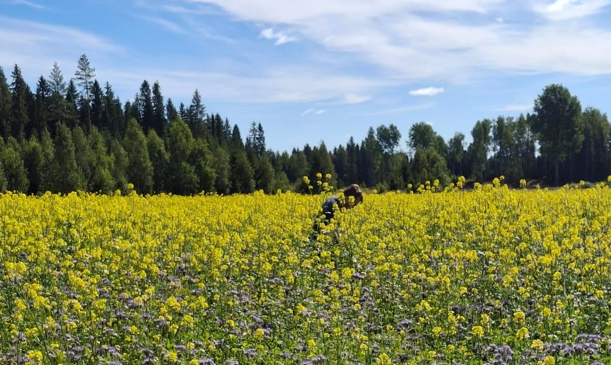 Ihminen maanparannuskasvikasvustoilla