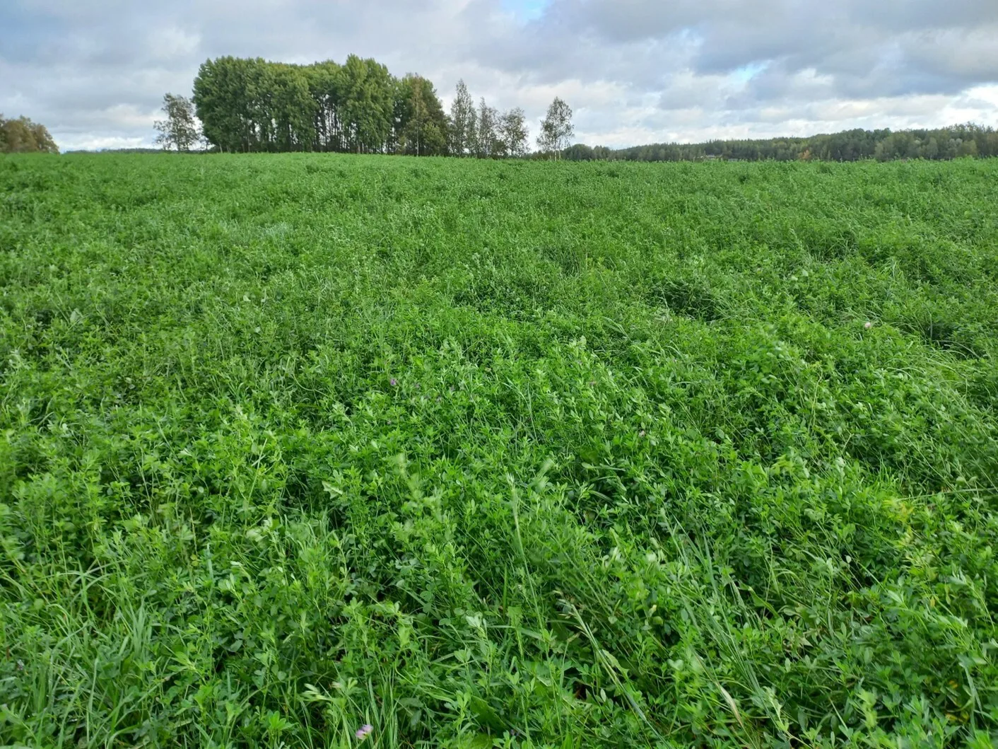 Juha Antti Kotimaen kuva sinimailanen