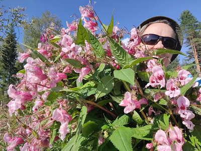 Jättipalsamin torjuntaa käsin