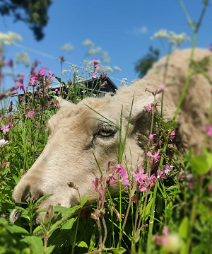 Lammas laiduntaa luonnonlaitumella