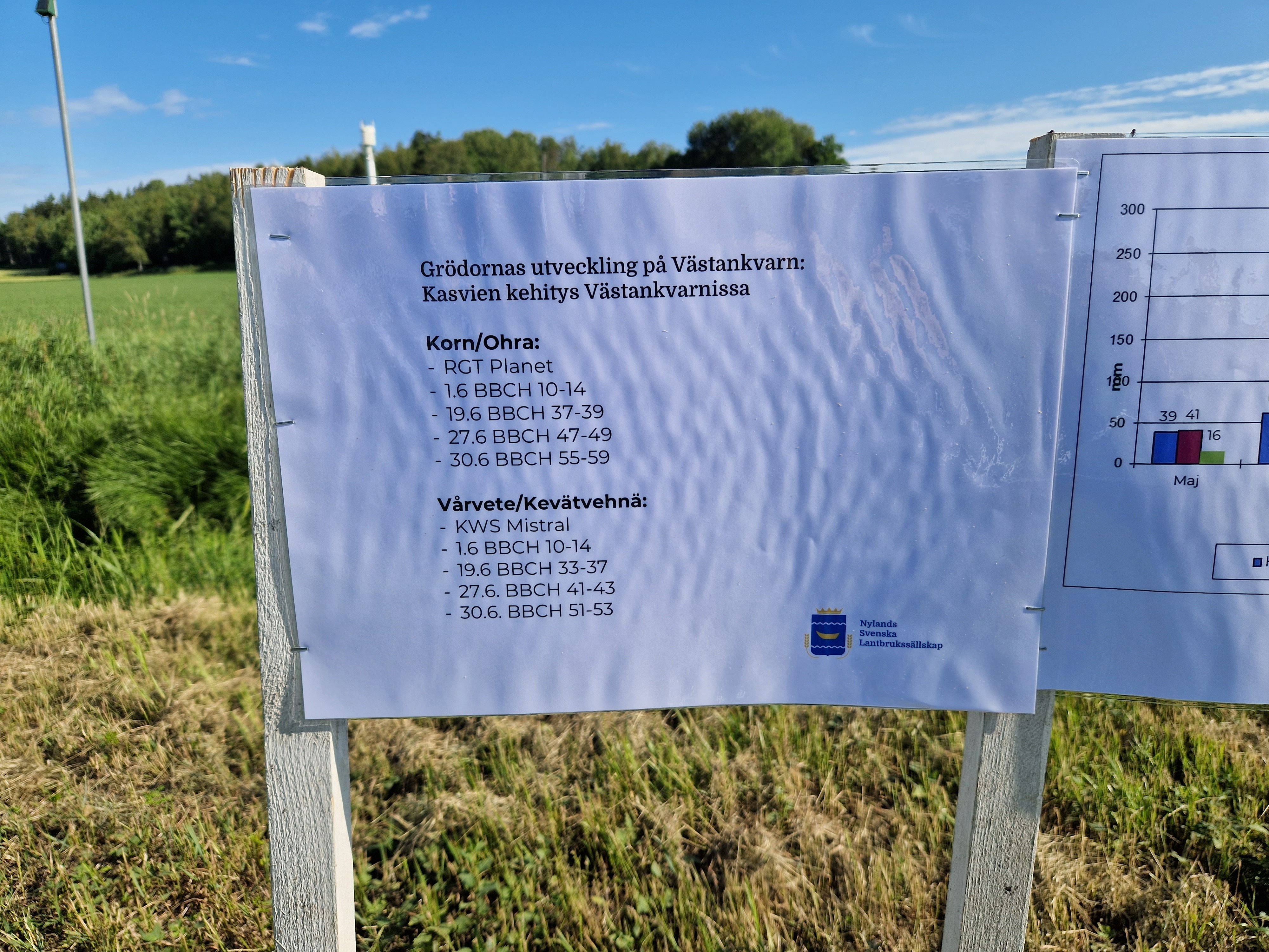 Muualla usein hämmästellään viljojemme kasvunopeutta. Lajikkeiden ja pitkien päivien johdosta viljakin on Västankvarnissa tullut lippulehtivaiheesta tähkälle kuukaudessa.