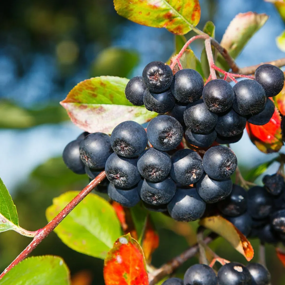 Marja-aronia_Canva