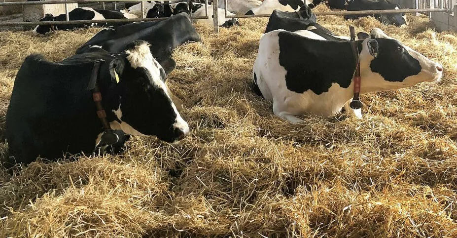 Kukkulan tilan lehmat