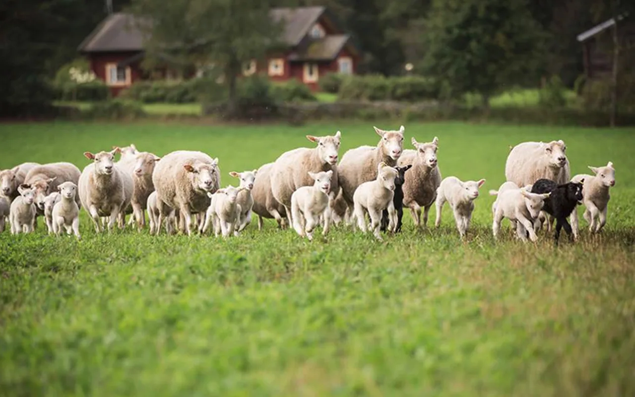 Lammas ABC Putkisalon suomenlampaat kuva Sampo Luukkainen