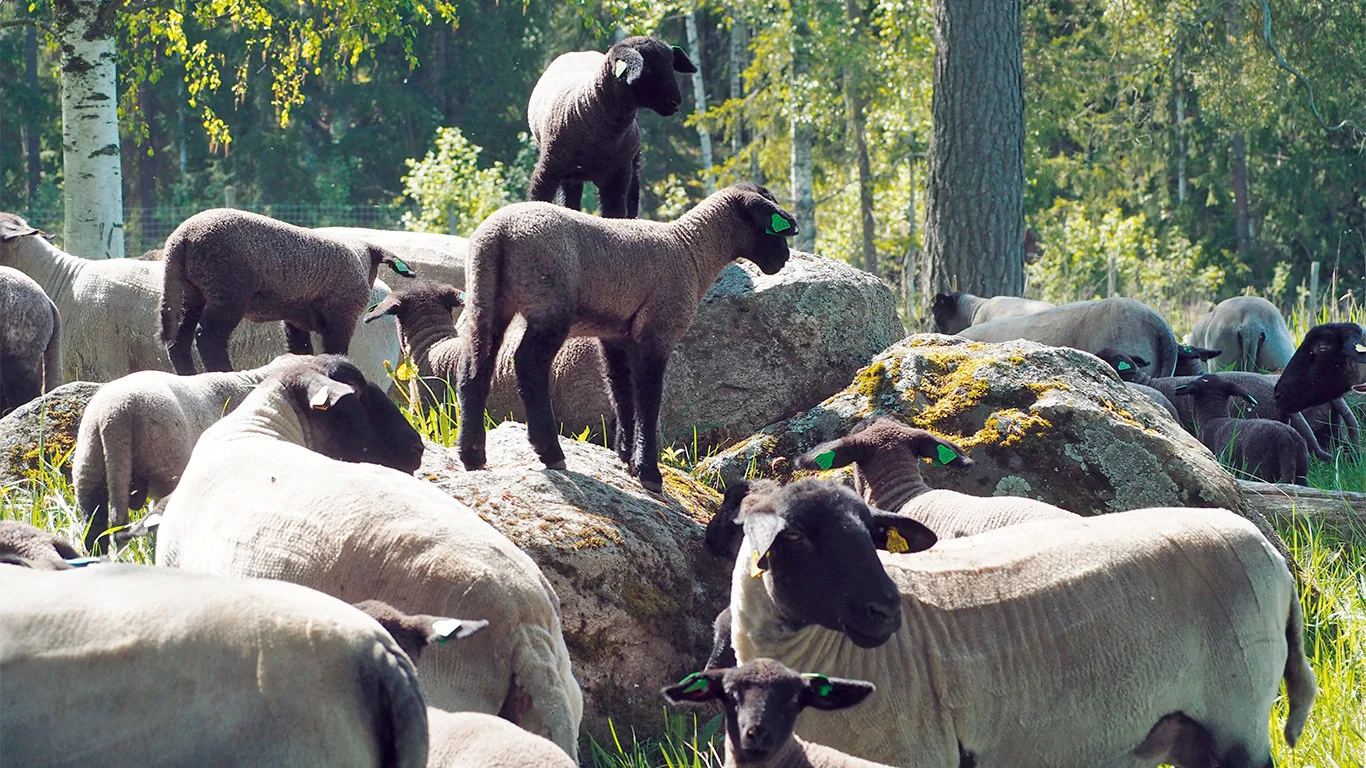 Lammas tuse julkaisu kansi