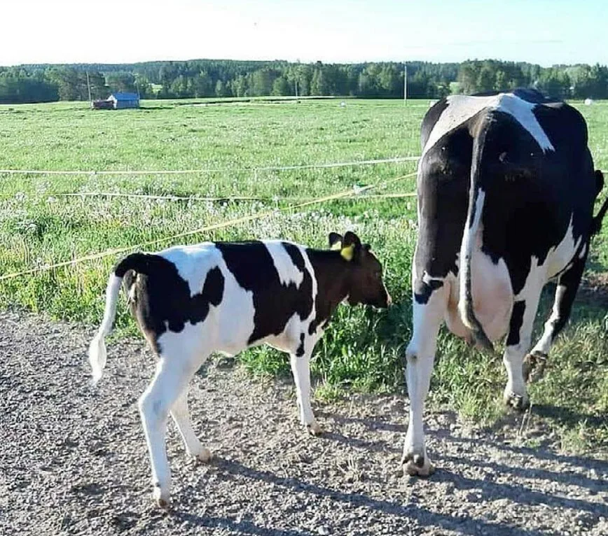 Lehma ja vasikka Pollari