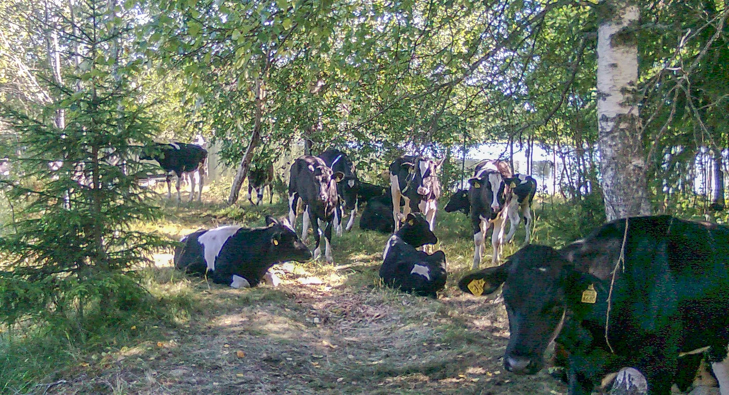 Lehmat rantametsikossa Sanna Minkkinen PAKS