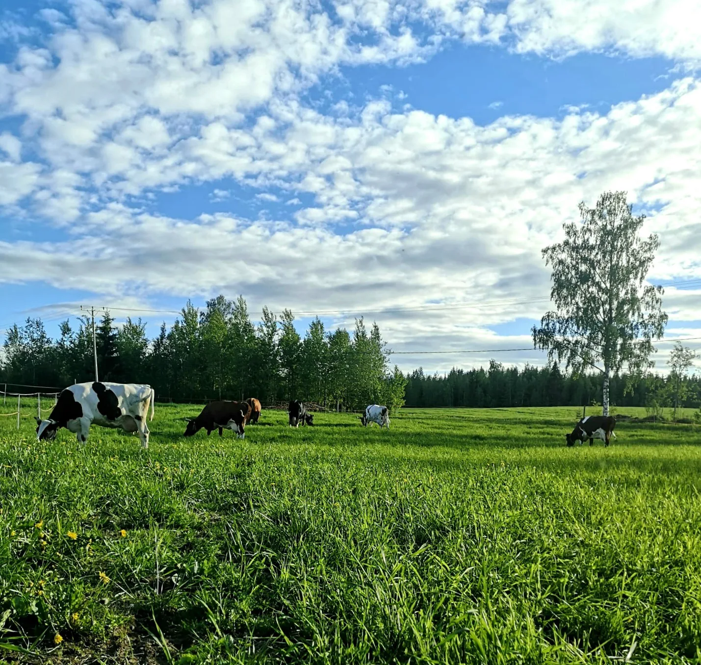 Lehmia Milja Ikonen KS ei Julkinen