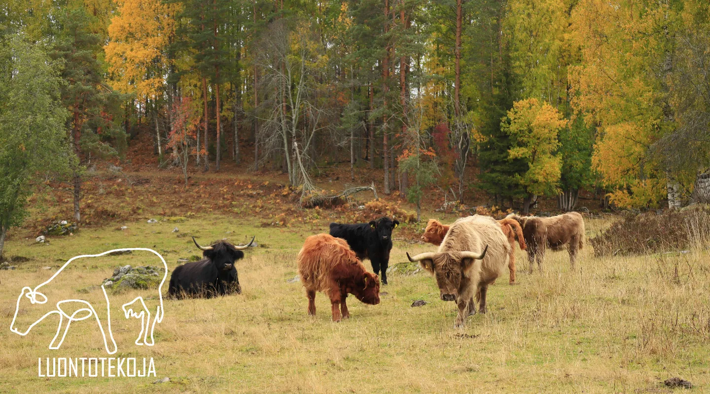 Luontotekoja blogi Auli Hirvonen 1