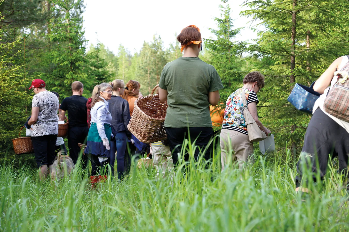 Villiyrttikurssilaiset metsässä etsimässä yrttejä