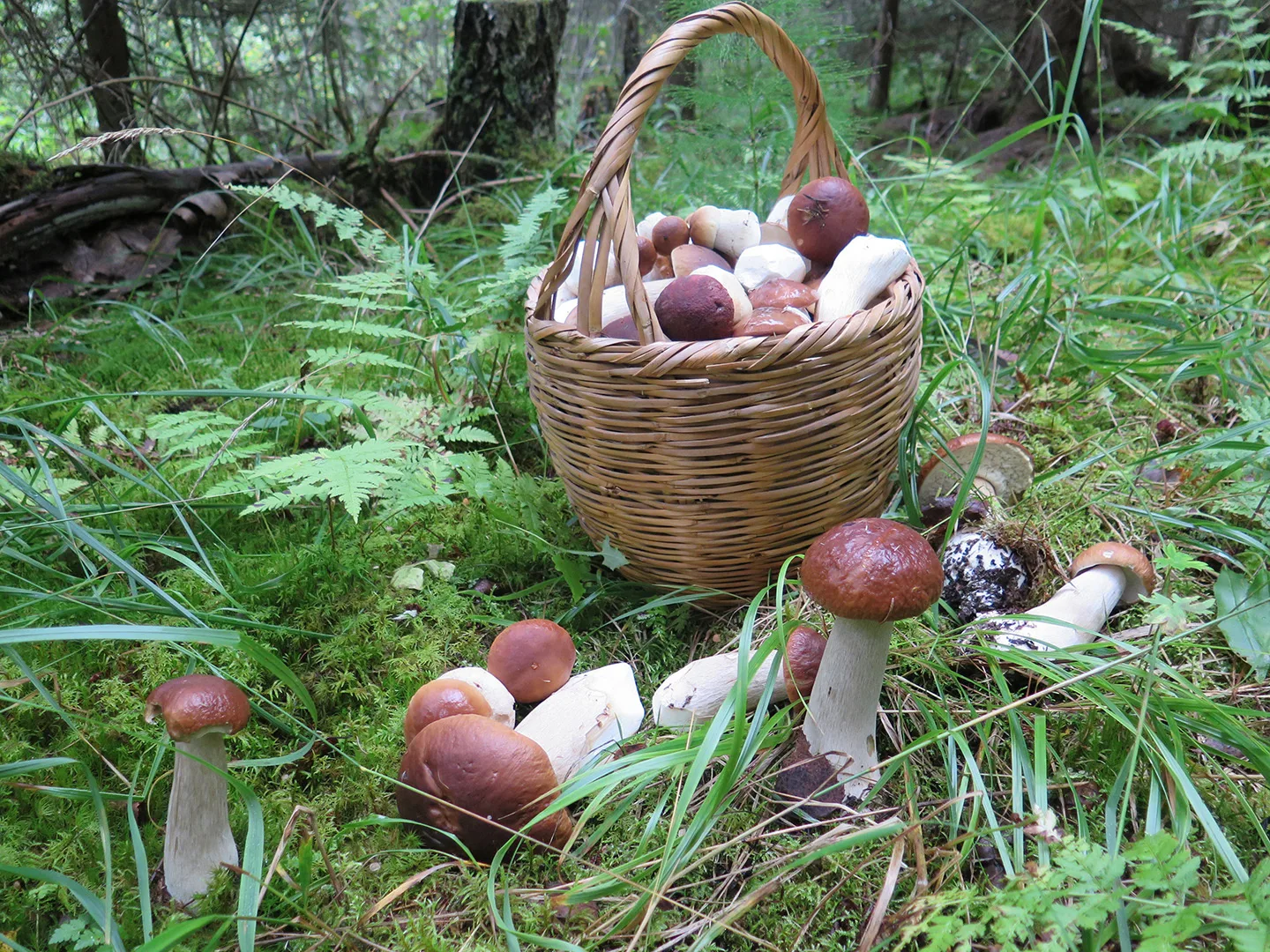 Korillinen tatteja metsässä