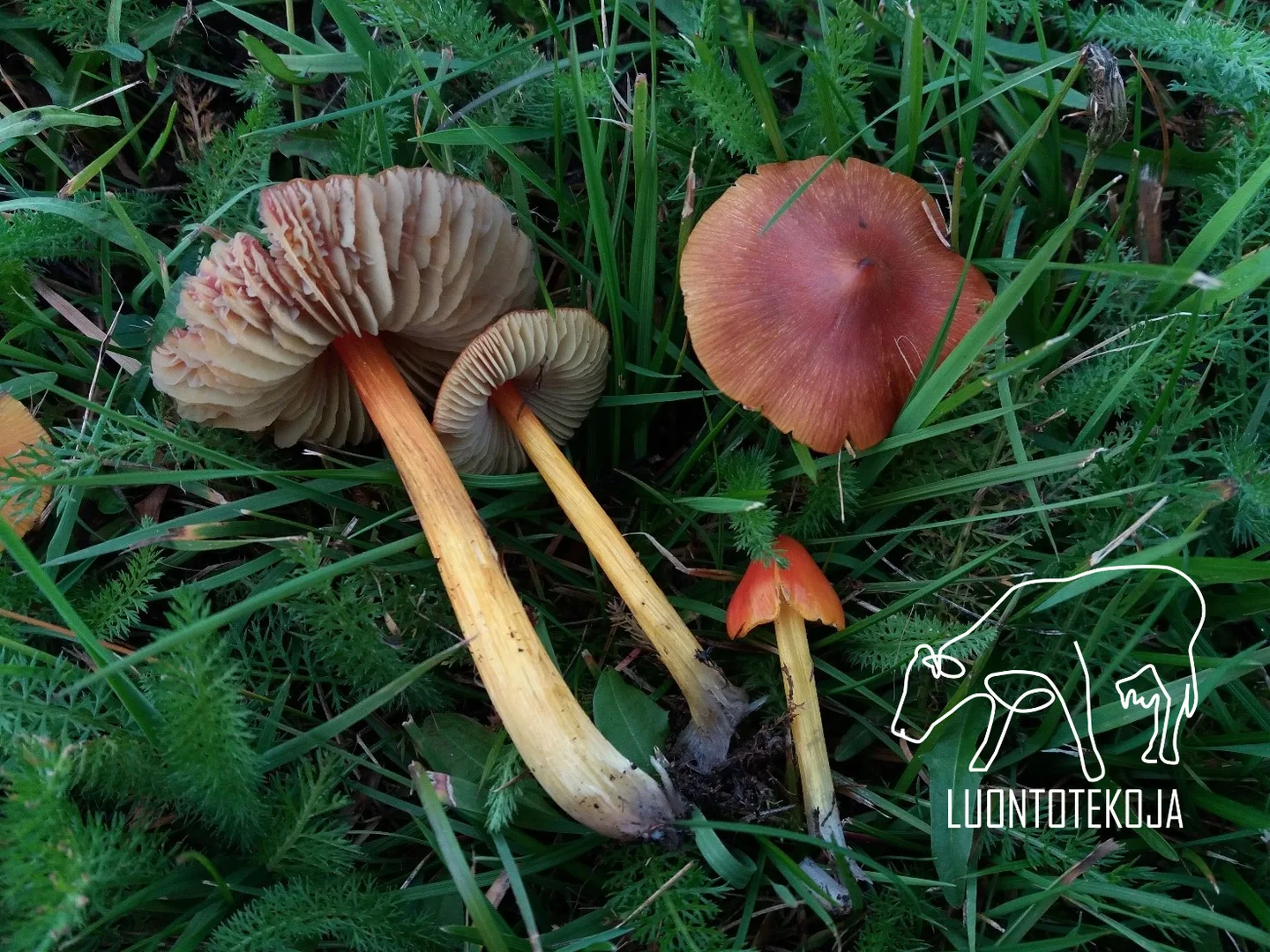 MKNOULU luontotekoja logolla sienet Taina Romppanen