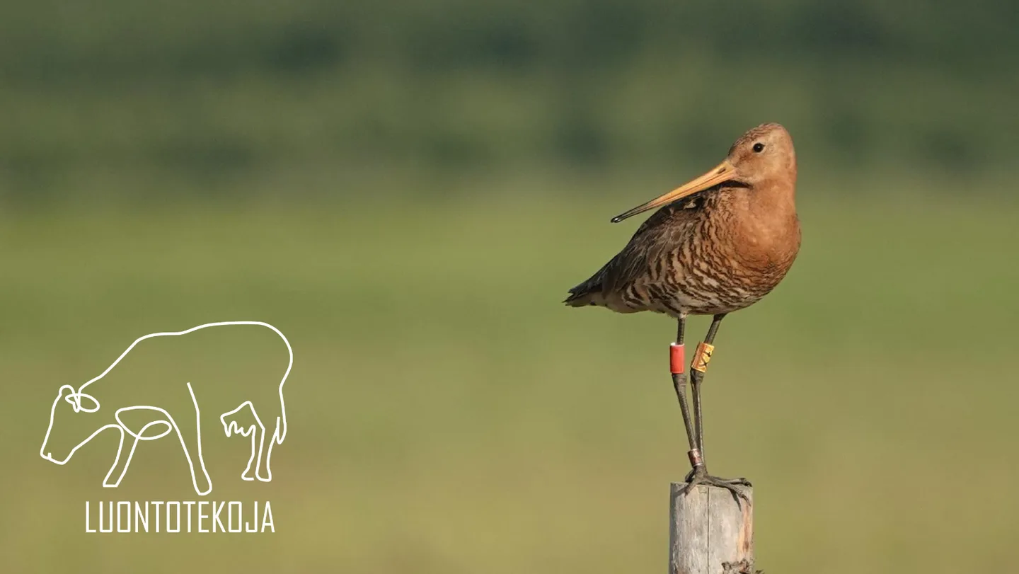MKN_Mustapyrstokuiri Kuva Kari Koivula