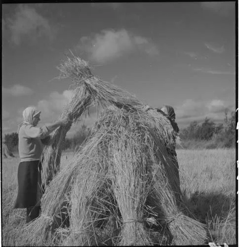naiset heinätöissä_mustavalkokuva_Kuva:SA-kuva